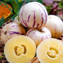 Pepino Melon seed Melon pear or sweet cucumber Exotic fruit 10 seeds.(#5... - €4,85 EUR Pepino Melon seed Melon pear or sweet cucumber Exotic fruit 10 seeds.(#5... - €4,85 EUR