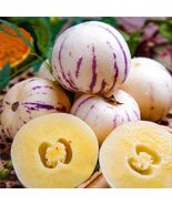 Pepino Melon seed Melon pear or sweet cucumber Exotic fruit 10 seeds.(#5... - €4,85 EUR Pepino Melon seed Melon pear or sweet cucumber Exotic fruit 10 seeds.(#5... - €4,85 EUR