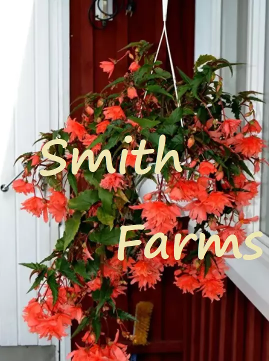 25+ Seeds Orange Begonia Flowers Hanging Baskets Pots Lots of Blooms - $8.09