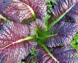 Japanese Giant Red Mustard Greens Seeds Asian Lettuce Spinach Kale Seed  - $5.93