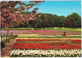 Postcard Holland Land Of Flowers Netherlands Rows Of Tulips - £2.33 GBP