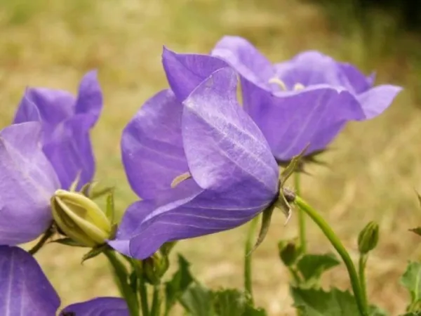 Tussock Bellflower Purple Blue 200 Fresh Seeds - £10.06 GBP