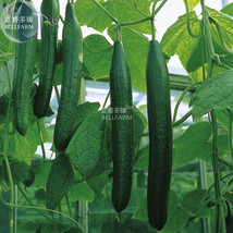 BELLFARM Greenhouse Cucumber Dark Green Long Vegetables 300pcs Seeds Hei... - $4.68