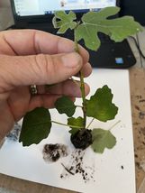 Plants Fig Tree “Fignomenal” New Dwarf Variety! 1 Tree - £25.57 GBP