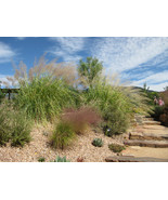 Love Grass Sand (Eragrostis Trichodes) 25 Seeds - $7.98