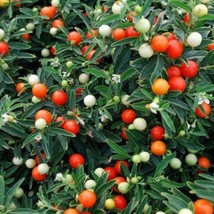 USA Seller Jerusalem Cherry Seeds Fast Shipping - £11.21 GBP