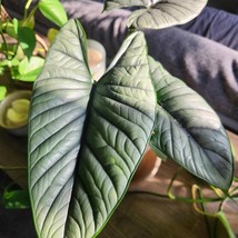Alocasia Reginae 2 Inch Pot 2 Plants Fresh Garden - $39.00