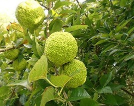 200 Seeds Osage Orange Tree Seeds Bois Arc Tree Seeds From Bois Arc Mo Non Fresh - £6.34 GBP