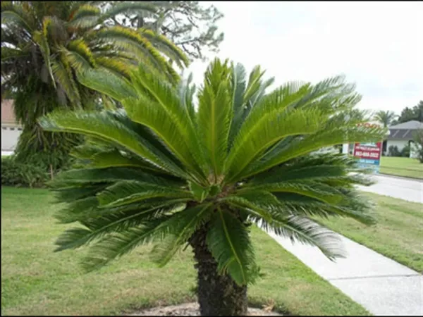 Sago Palm Cycas Revoluta King Sago 5 Seeds 2023 Usa Garden Fresh - £24.69 GBP