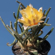 10 Seed Astrophytum Caput Medusae Seeds Cactus Plants Garden Beautiful Usa Selle - £37.05 GBP