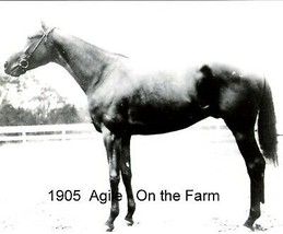 1905 - AGILE - Kentucky Derby Winner - On The Farm - £15.68 GBP