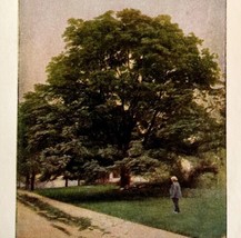 1917 Black Walnut Tree Lithograph Print Antique Nature Ephemera 8 x 5&quot; - £19.63 GBP