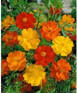 THJAR Cosmos- Bright Lights Mix- 100 Seeds- BOGO 50% off SALE - €5,19 EUR
