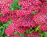 100 Seeds Red Yarrow Flower - £7.81 GBP