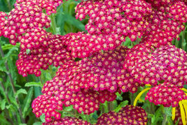 100 Seeds Red Yarrow Flower - $9.80
