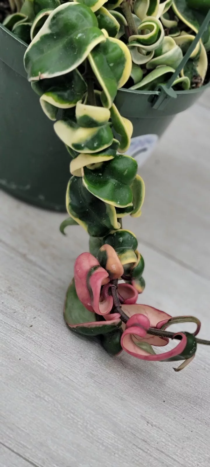 Variegated Hoya Compacta,Variegated Hindu Rope live house plants in 3&quot; Pot  - $34.00