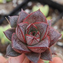 “ 10 PCS Echeveria purpusorum Seeds Red Succulent GIM ” - £13.04 GBP