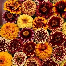 New 50 Aztec Sunset Mix Zinnia Flower Seeds Long Lasting Annual From US  - $8.35