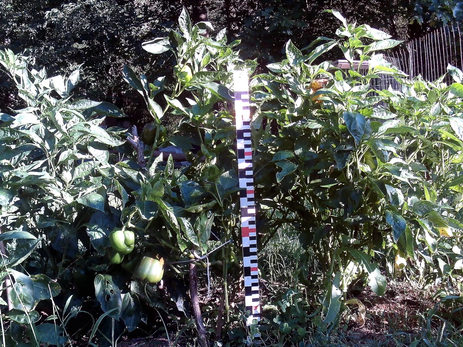 Must-Have for Gardeners g California Wonder Bell pepper seed. Largest he... - $82.01 MXN