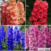 USA SELLER 100Pcs Delphinium Flower Forking Larkspur Salmon King Garden Decorati - $12.36