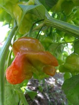 Chapeau Frade - Caribbean hot pepper shaped like a bishop&#39;s hat - $5.00