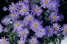 Fresh 101+Prairie Aster Seeds Perennial Native Wildflower Summer Fall Container  - $6.50