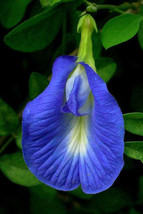 FREE SHIPPING Clitoria ternatea Single Blue Butterfly Pea 10 Seeds - £14.38 GBP