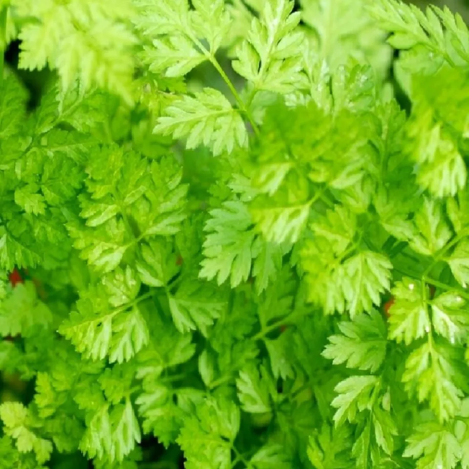 50 Curled Chervil Seeds Vegetable NON-GMO Heirloom - £3.86 GBP