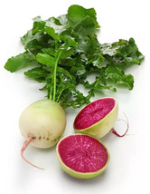 Fast Shipping 200 Watermelon Radish Seeds Organic Fresh - $39.38