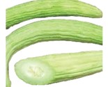 Armenian Cucumber Seeds Metki Pale White Serpent Non-Gmo Burpless 25 See... - $8.99