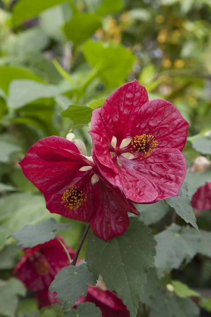 HGBO 15 Seeds Abutilon Red Glory House Plant Garden Flowers USA Seller - £8.10 GBP