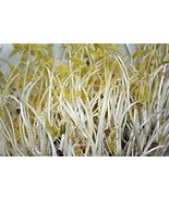 Mung Bean Sprouting Seed- Organic - 6 Oz - Country Creek Brand - Dried M... - $12.49