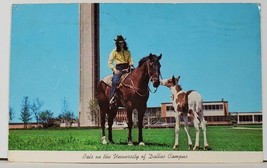 Horses Pals on the University of Dallas Campus TX to Fremont Cal &#39;71 Postcard D6 - £7.02 GBP