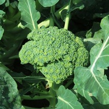 Broccoli Seeds Calabrese Green Sprouting Fresh Gardening USA Seller - $7.00