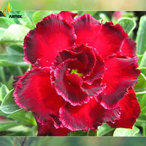 Rosemarie Dark Red Desert Rose Adenium Obesum Seeds Pack 2 Seeds Big Double Flow - $7.16