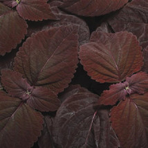 Coleus Sun Dark Chocolate 15 Coleus Seeds Fresh Seeds Gardening USA - £20.09 GBP