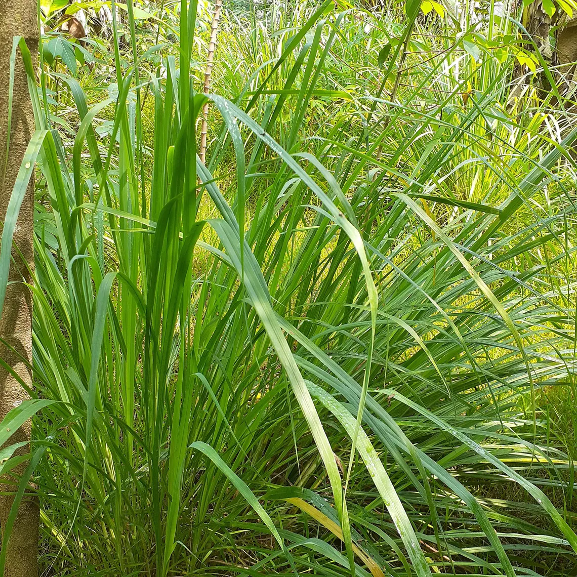 Lemongrass Seeds Lemon Grasss Mosquito Non GMO - $5.45