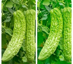 HT 10 Seeds Long Bitter Gourd Bitter Melon Ku Gua Green Eggplant Seeds F... - $18.42 CAD