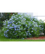 Plumbago Auriculata Bonsai Exotic Perennial Flowers 100 Seeds - €9,35 EUR