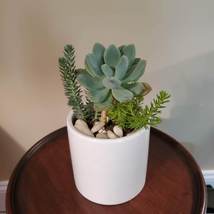 Succulents in Ceramic Planter, Live Arrangement in White Plant Pot, Give Thanks image 4