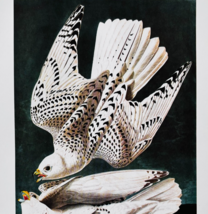 1979 Gyrfalcon Color Plate Print Audubon Birds Of America Vintage Art F15K - $13.50