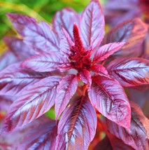 1000+ Red Garnet Amaranth Amaranthus Tricolor Annual NON-GMO Flowers Seeds - £14.88 GBP