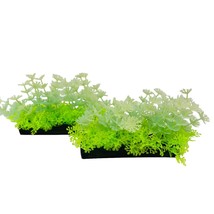 Penn Plax Aquarium Plant Glow Bunch Plant Medium/Green (2 pack) - $7.19