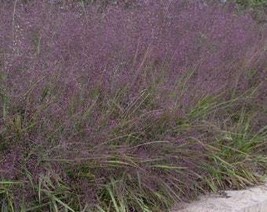 USA Seller Purple Love Grass Eragrostis Late Season Gorgeous Color Drought Resis - $18.00