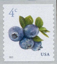 2022 4c Watercolor Cluster of Blueberries &amp; Leaves, Coil Scott 5653 Mint F/VF NH - £0.79 GBP