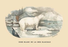 Ours Blanc de la Mer Glaciale (Polar Bear) by E. F. Noel - Art Print - £17.57 GBP+