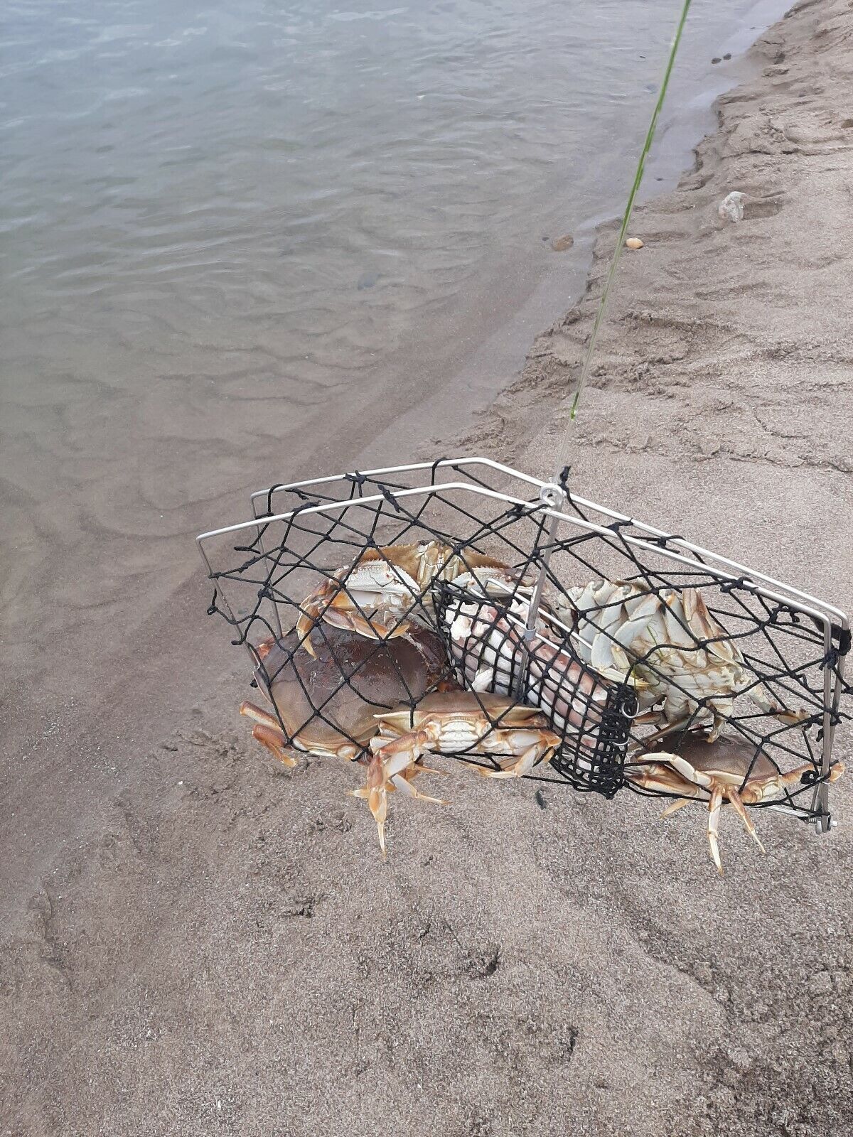 BEST  CRAB CATCHER size  20X15   CATCH CRABS  every few minute.* Free Shipping