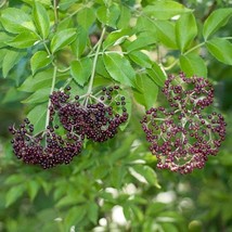 US Seller Everglades Elderberry Seeds Sambucus Canadensis Packet Of 30 S... - $16.97