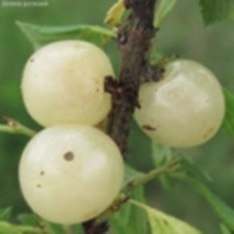 Gabe – Nanking White Cherry 1 year old plant rooted 4-8 inches tall - $29.00