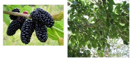 &#39;Dwarf Everbearing&#39; - Mulberry Tree - Morus nigra live plant edible fruit - £30.36 GBP